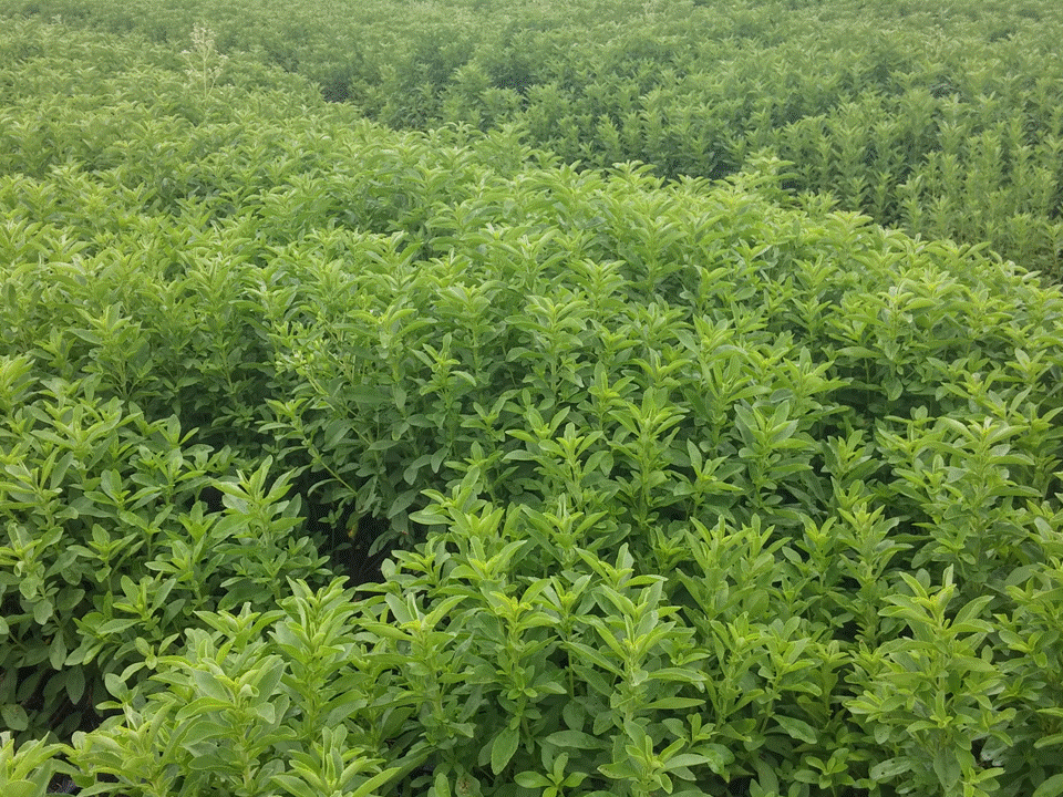 Stevia campo.gif