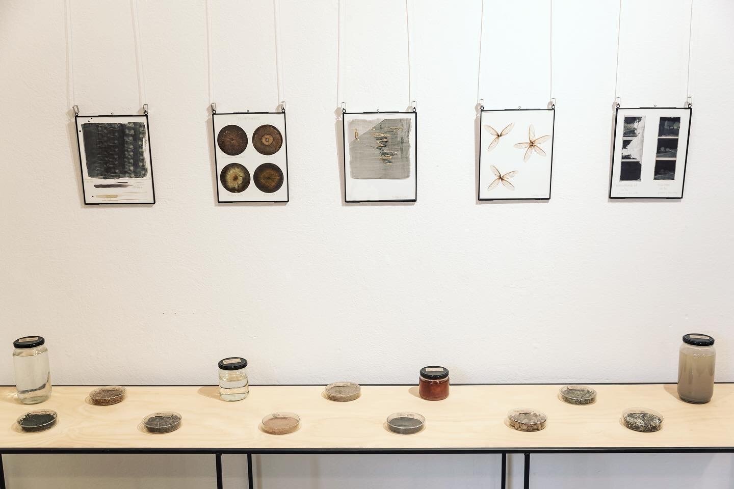  Process table/wall. Including the original chromatograms, ocean water, Ngungara water, seaweed developer, ground up snow gum bark, cicada wings, negatives and other vibrant matter. 