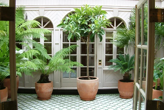 Urban Tropics