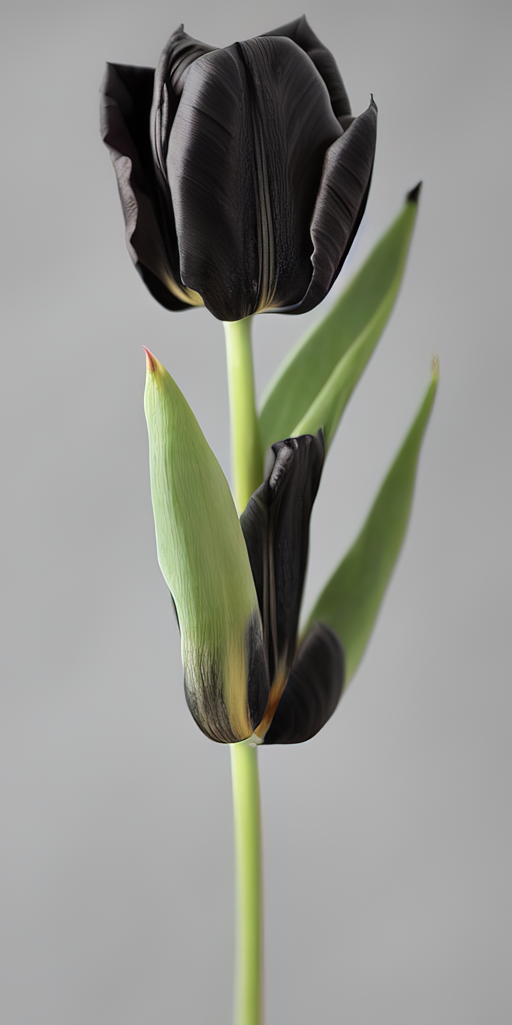 00428-3552774570_x2-low_res-scale-2_00x.png