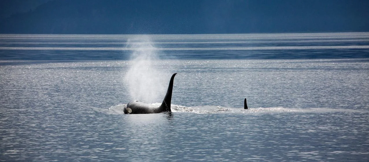 orcas.jpg