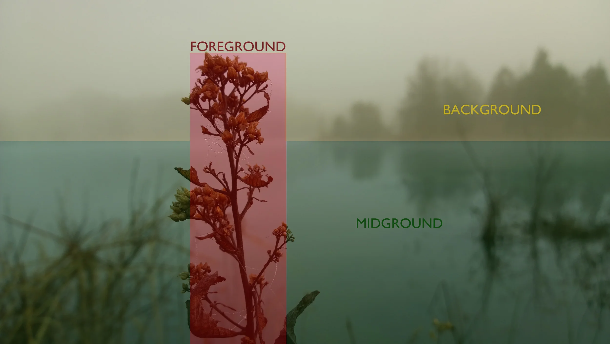 Foreground can be seen in the closest single weed. Midground is found in the water and blurred weeds. Background is noted in the opposite shoreline and above.