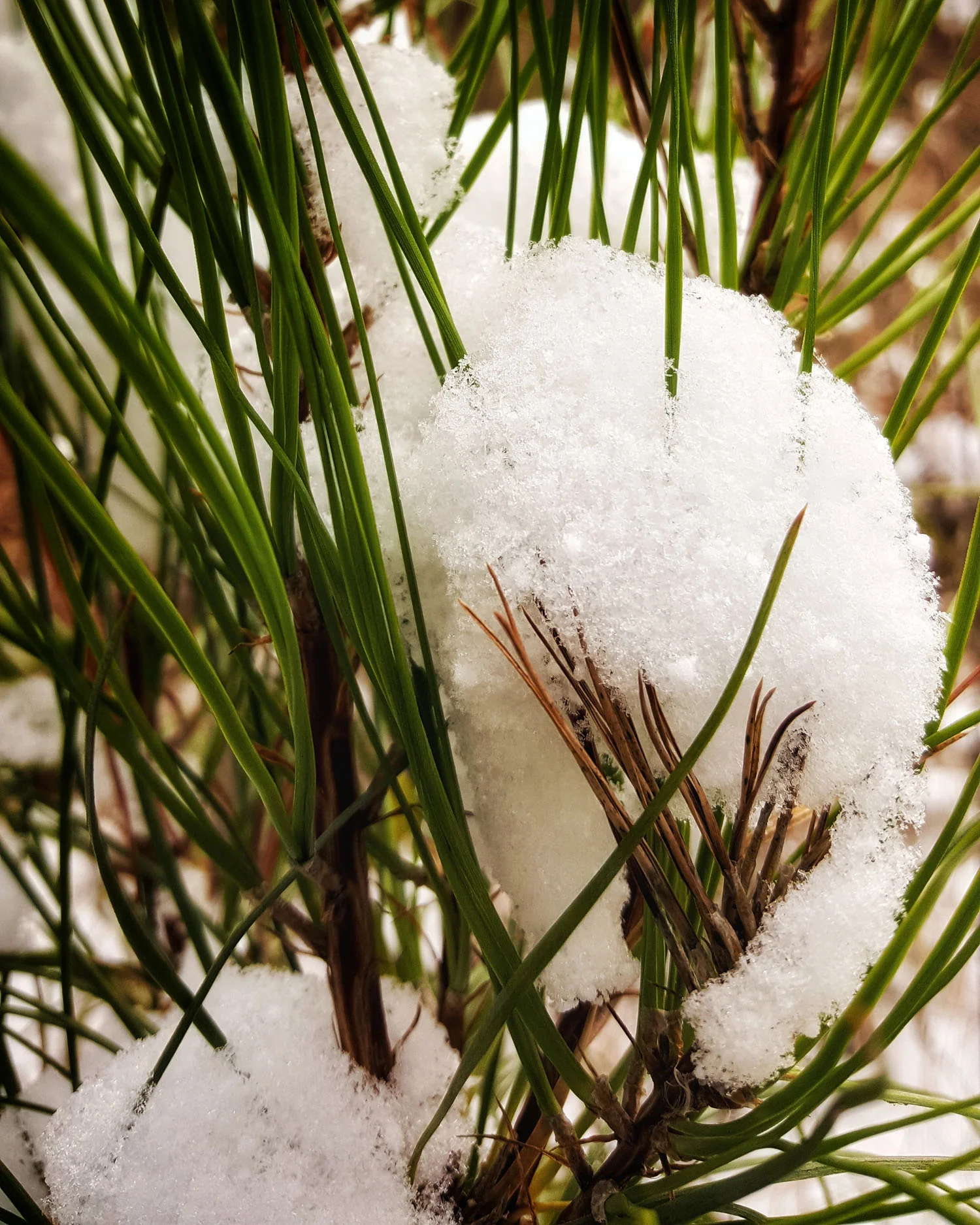 Snow photos are always a hit!