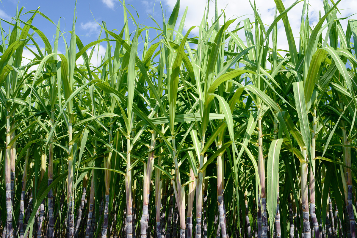 Плантации сахарного тростника. Сахарный тростник в Египте. Биоэтанол сахарный тростник. Тростниковый сахар растение.