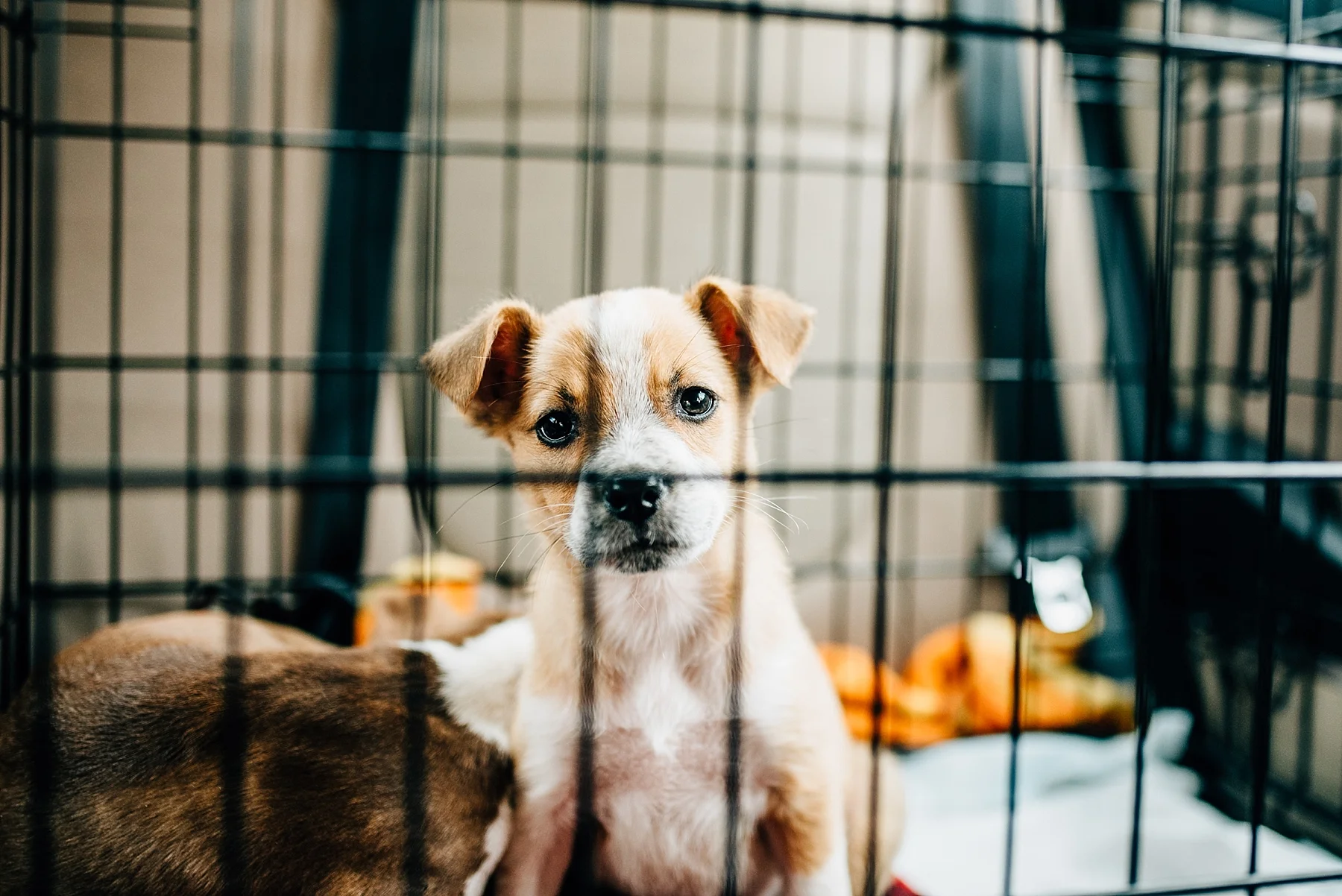 Skiatook Animal Rescue Oklahoma to Maine — Cait Bourgault