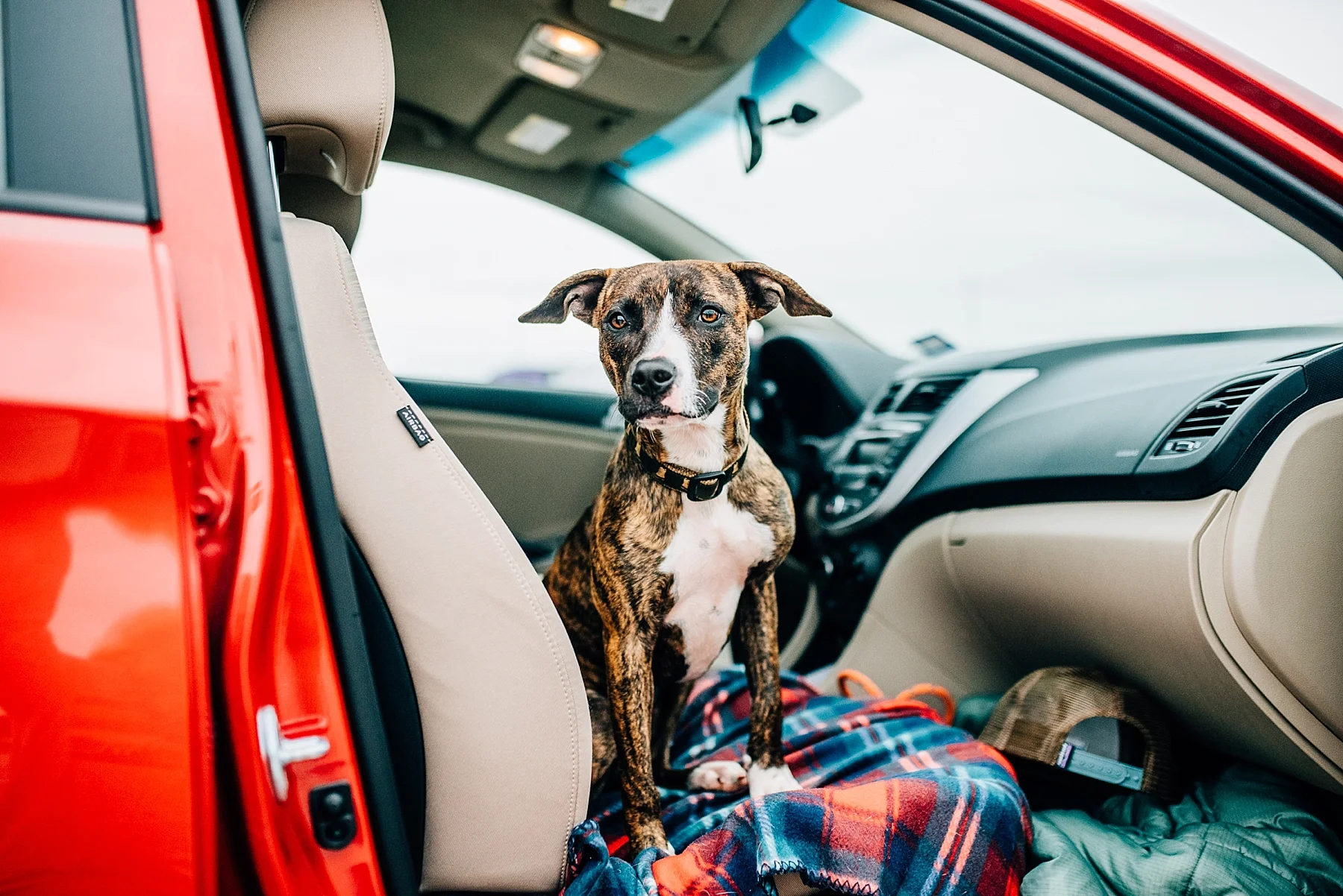 Skiatook Animal Rescue Oklahoma to Maine — Cait Bourgault