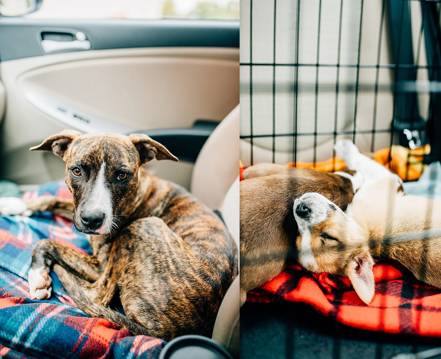 Skiatook Animal Rescue Oklahoma to Maine — Cait Bourgault