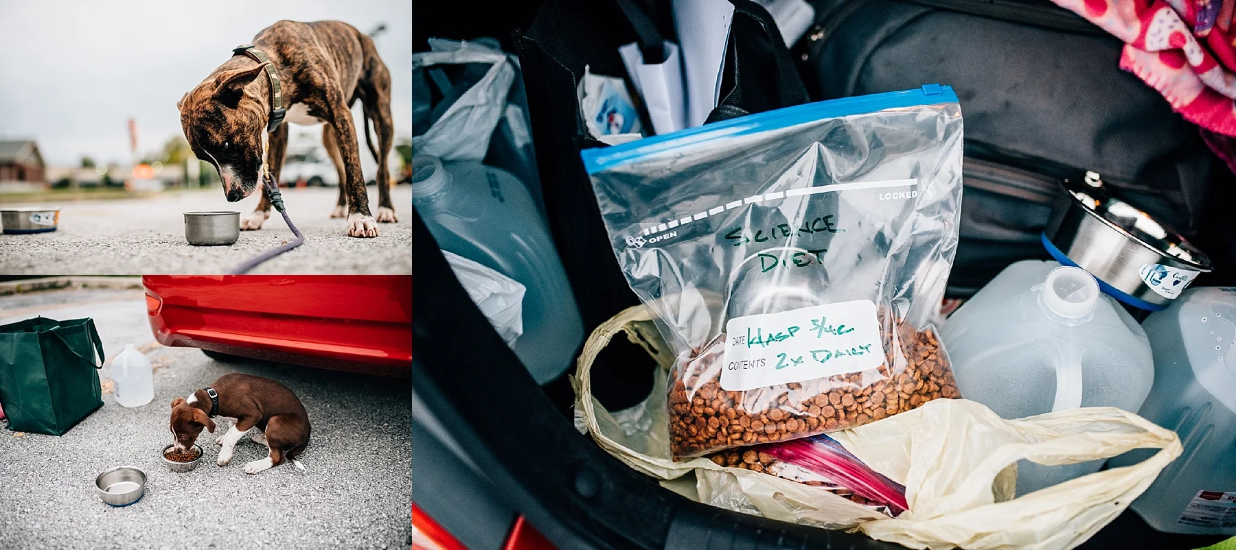 Skiatook Animal Rescue Oklahoma to Maine — Cait Bourgault