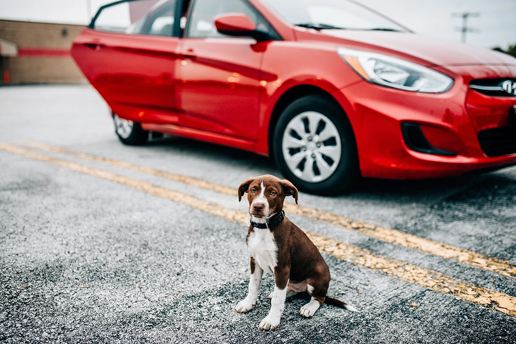 Skiatook Animal Rescue Oklahoma to Maine — Cait Bourgault