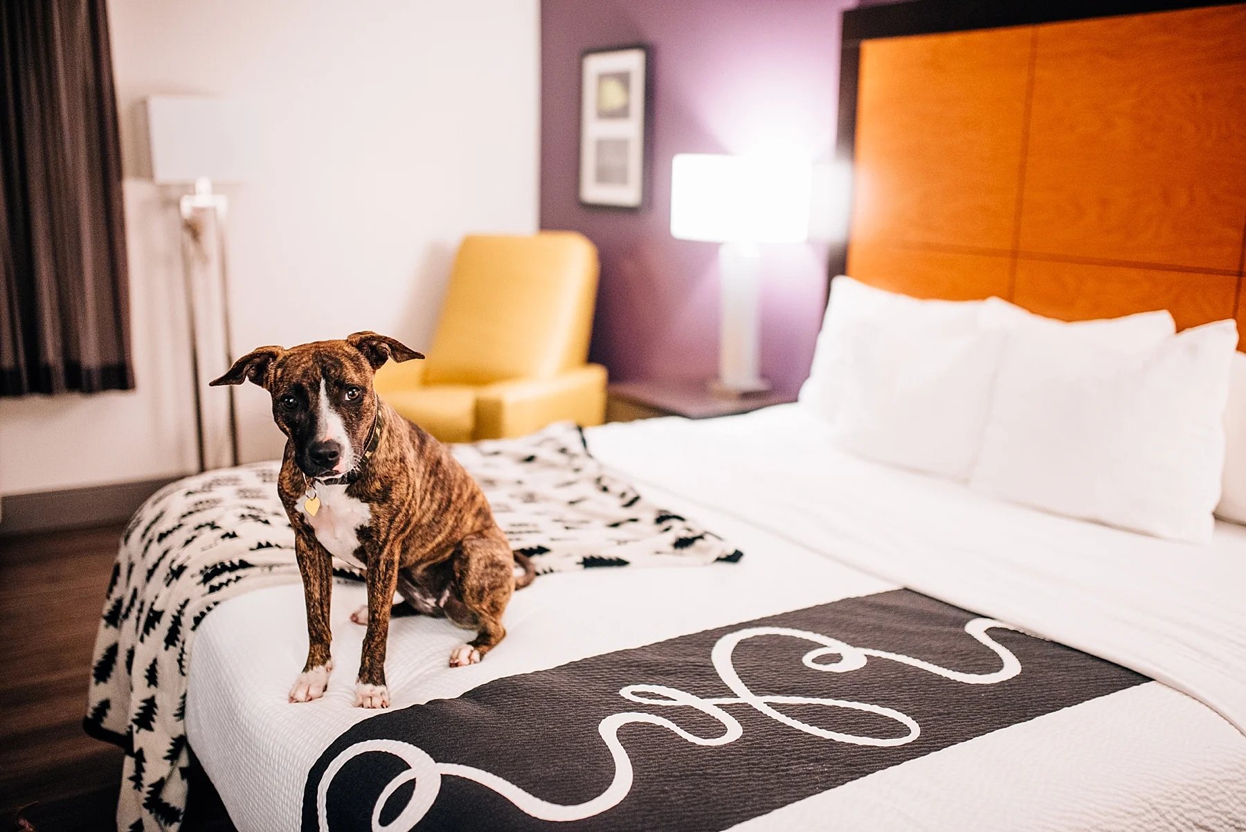 Skiatook Animal Rescue Oklahoma to Maine — Cait Bourgault