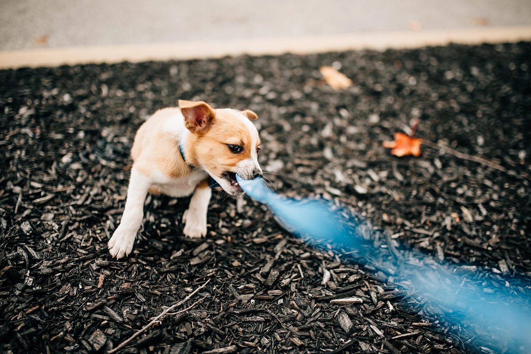 Skiatook Animal Rescue Oklahoma to Maine — Cait Bourgault