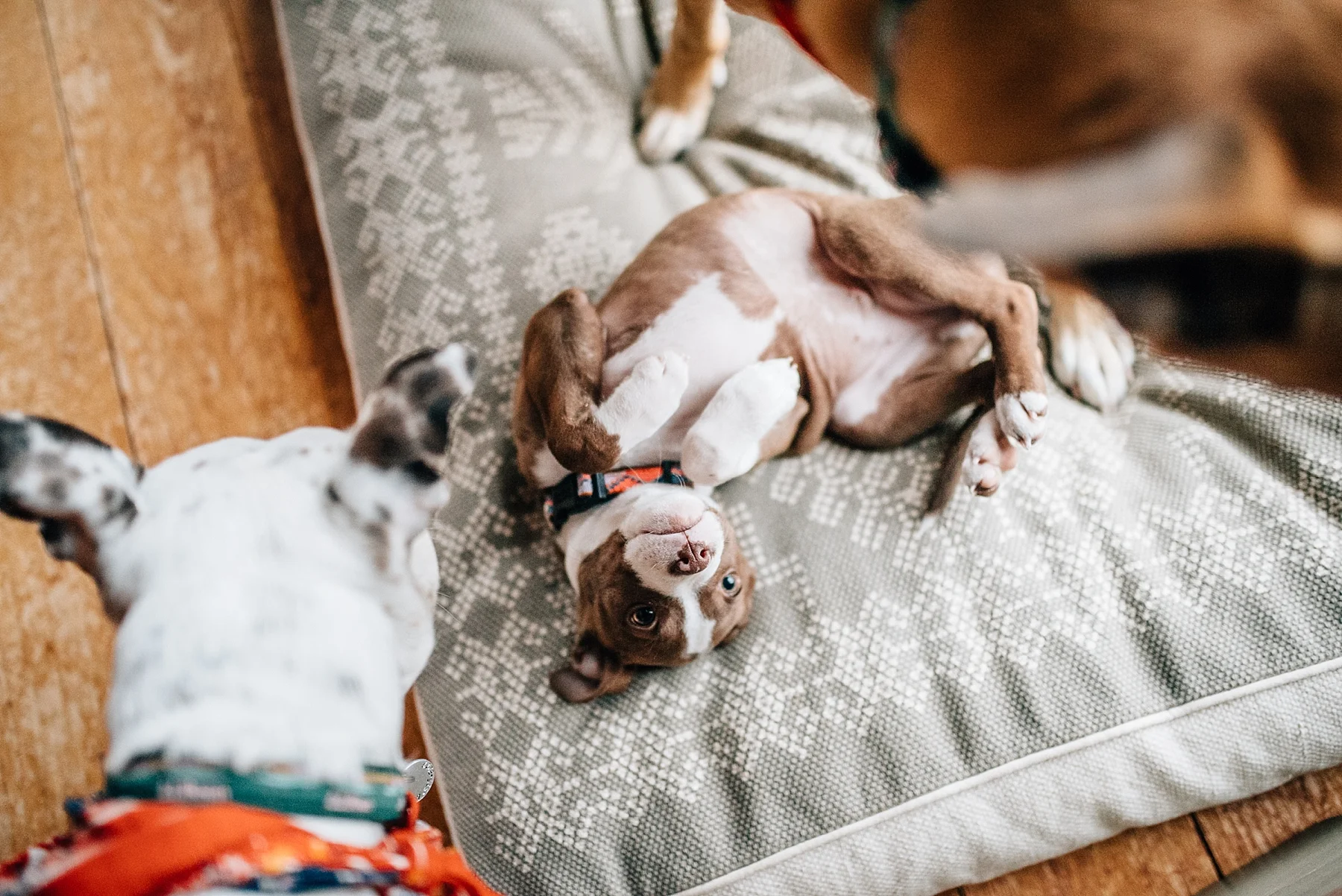 Skiatook Animal Rescue Oklahoma to Maine — Cait Bourgault