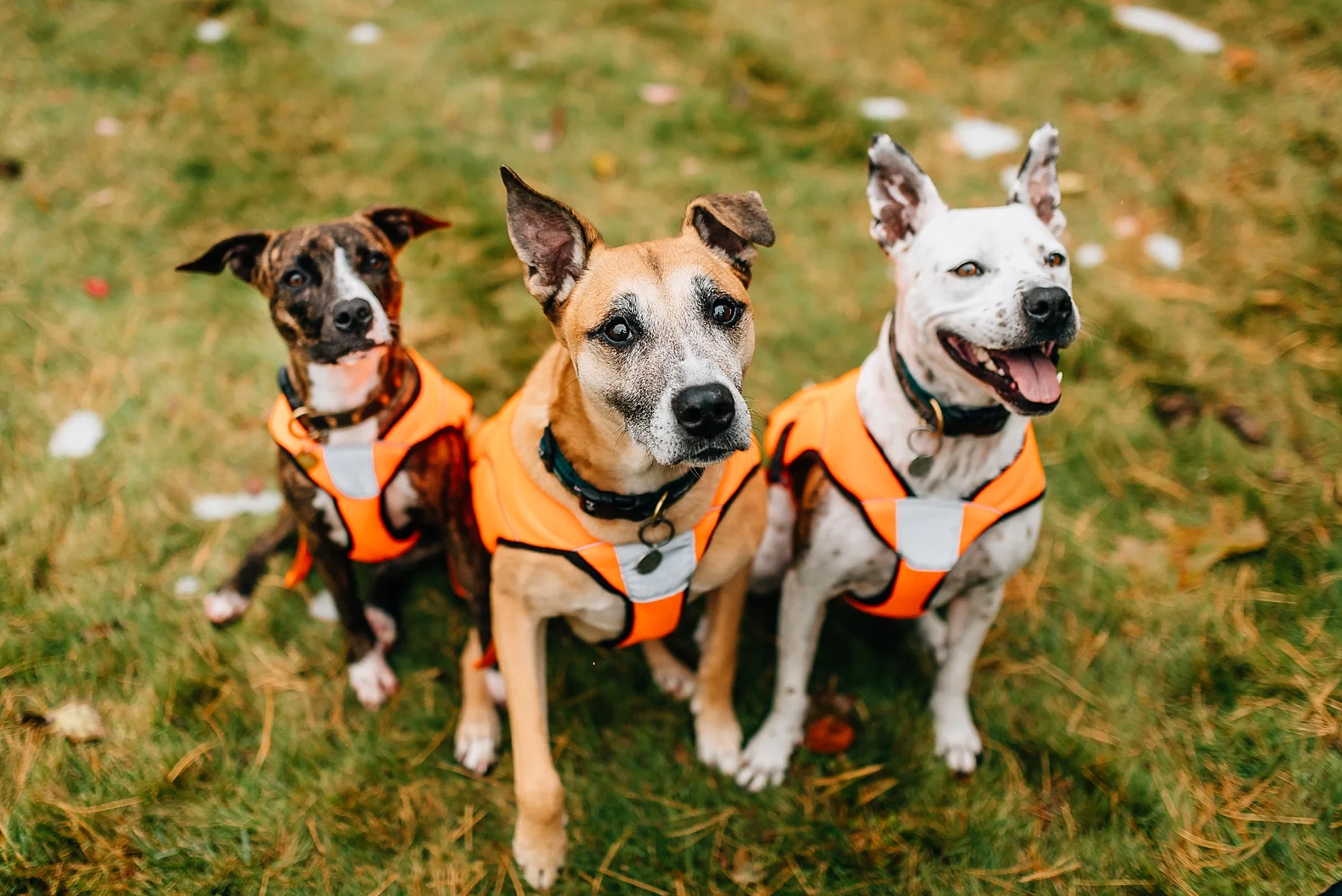 Skiatook Animal Rescue Oklahoma to Maine — Cait Bourgault