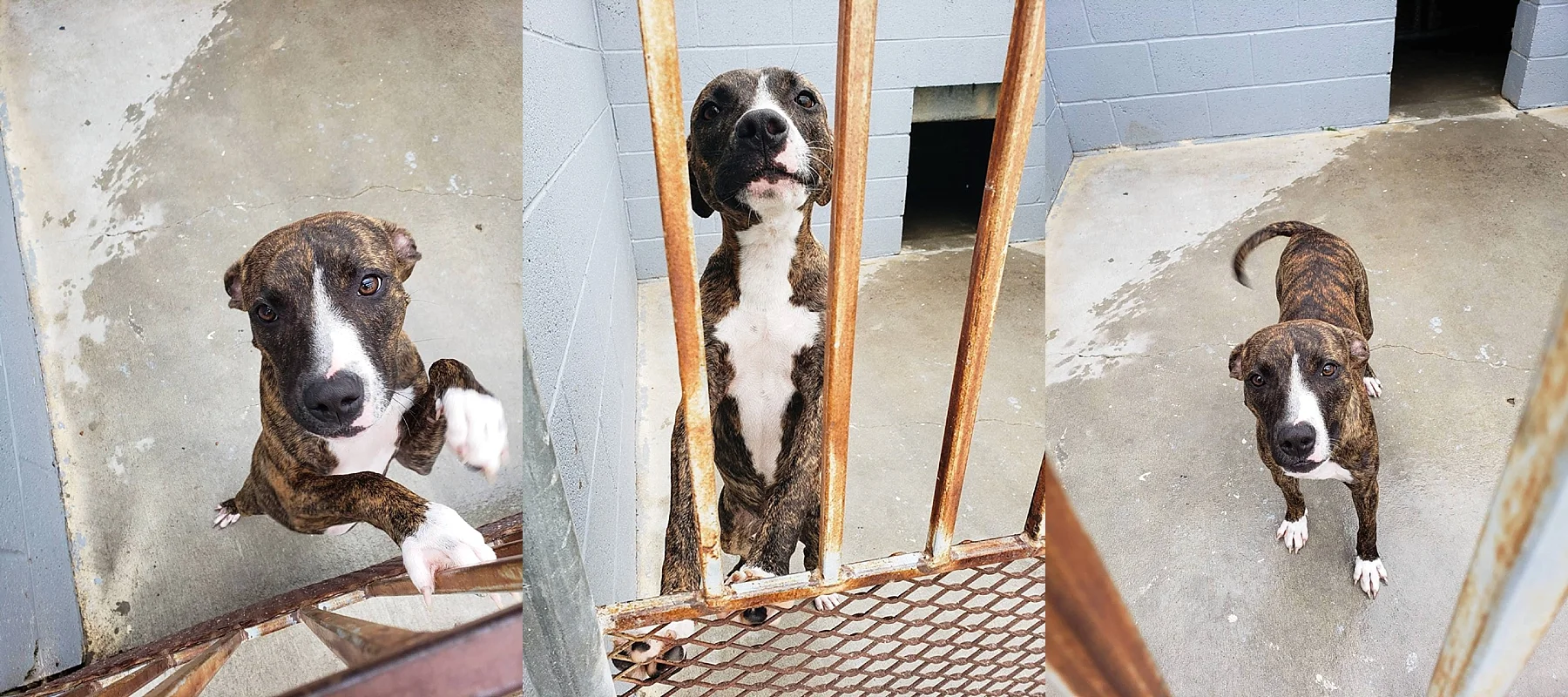 Skiatook Animal Rescue Oklahoma to Maine — Cait Bourgault