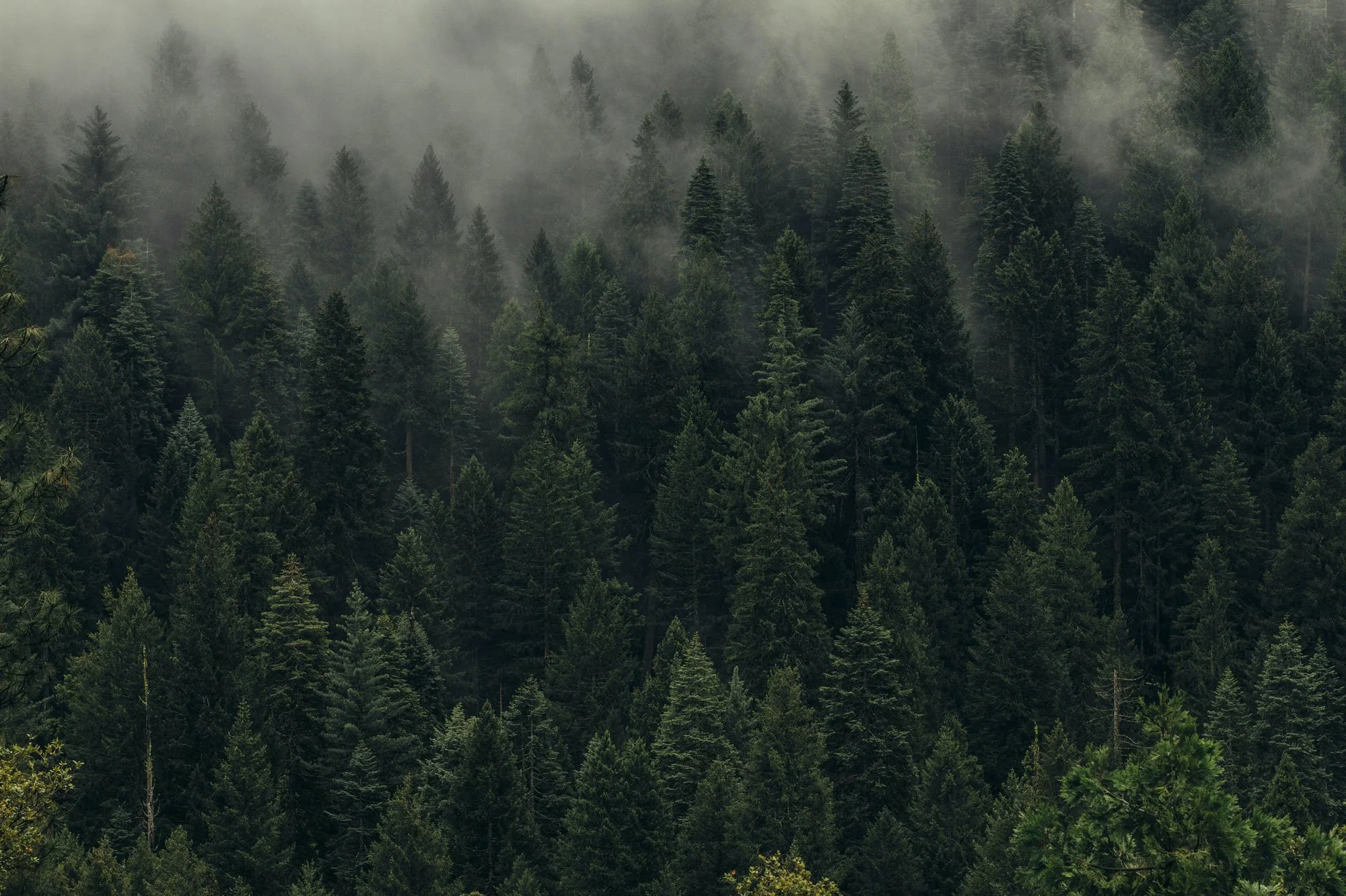 GreenRoom-Forest-Background.jpg