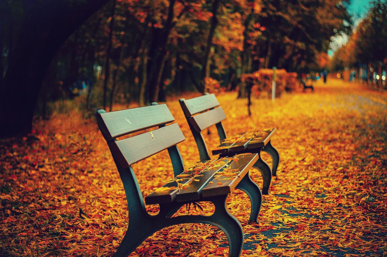 shoptwoblooms autumn leaves.jpg