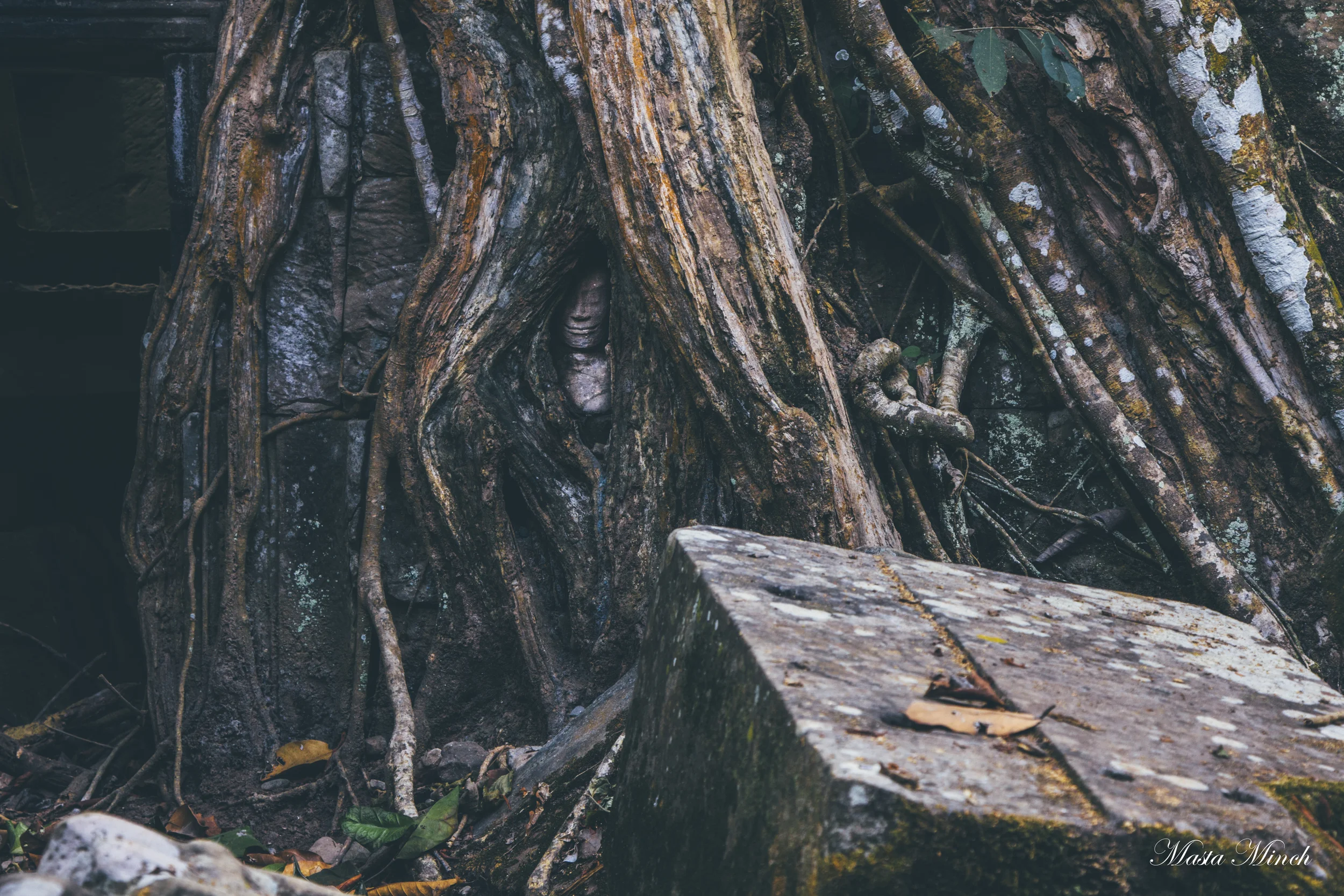 Small head of Buddha peaking through the overgrowth.