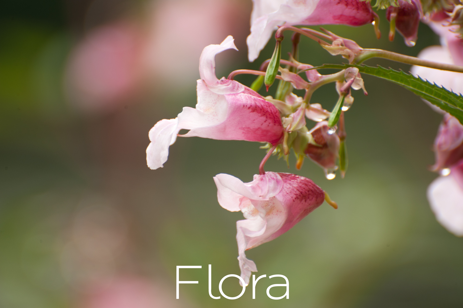 Flora thumb-.jpg