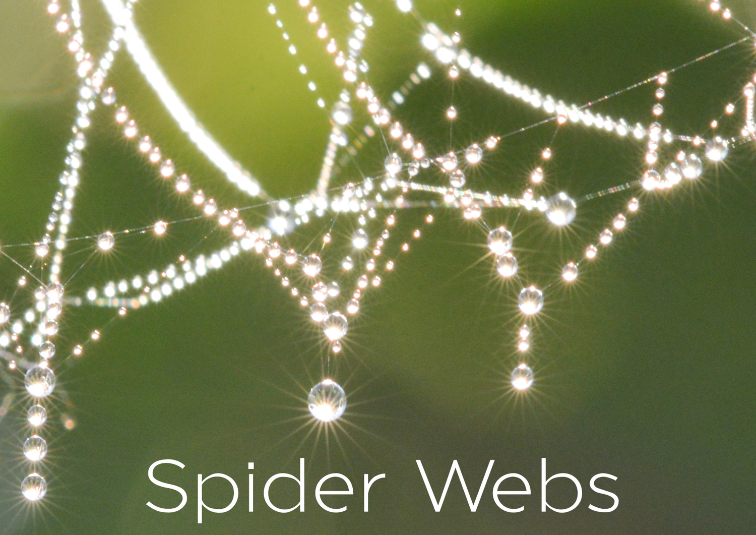 Spider Webs