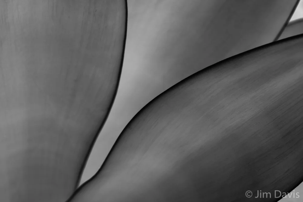 DSC_4422-Edit.jpg