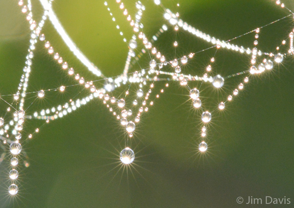Spider Webs-4871.jpg