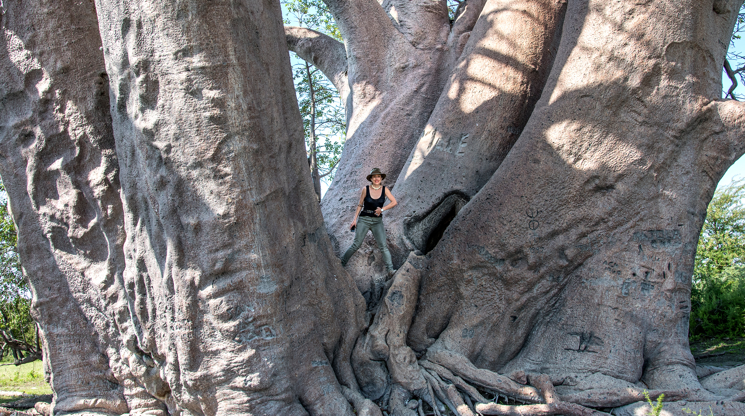 Simo Baobab1.jpg