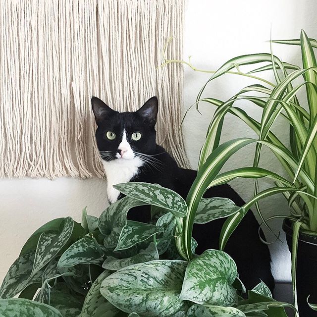 🌿 🌱+ 🐱 = 😁⠀
⠀
First edition of #planttips are up on my stories! ⠀
⠀
I&rsquo;m sharing my top 3 favorite cat friendly houseplants, how to care for them + tips and tricks I&rsquo;ve used over the last year to create harmony between my fur babies an