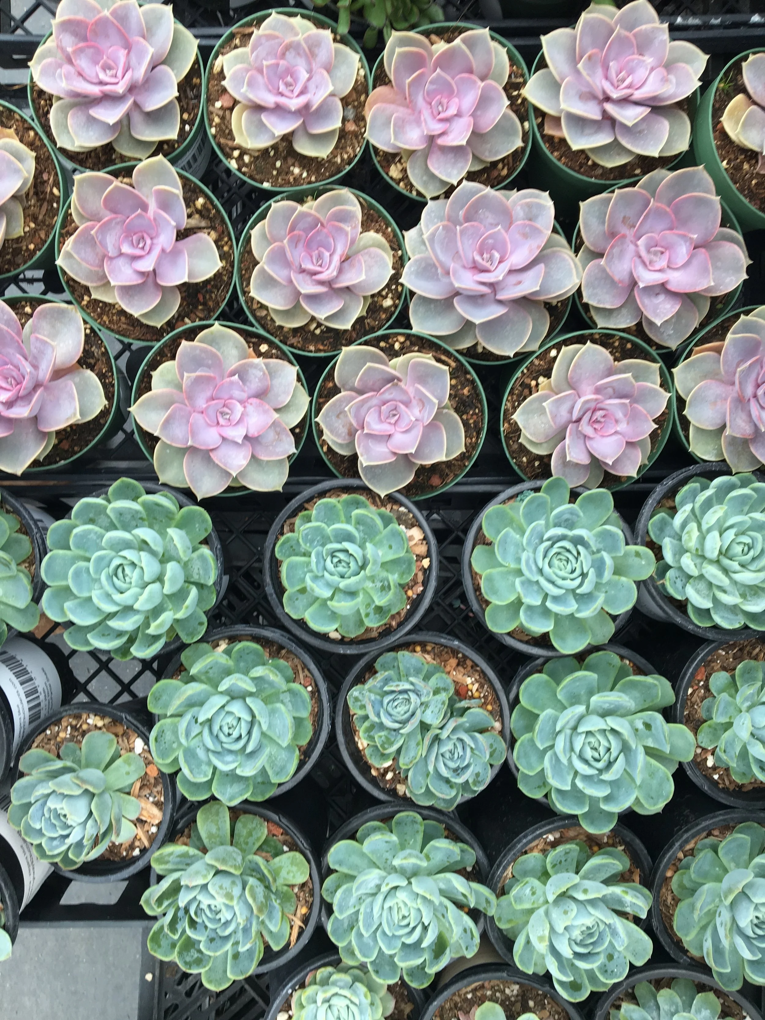 So pretty - love the color