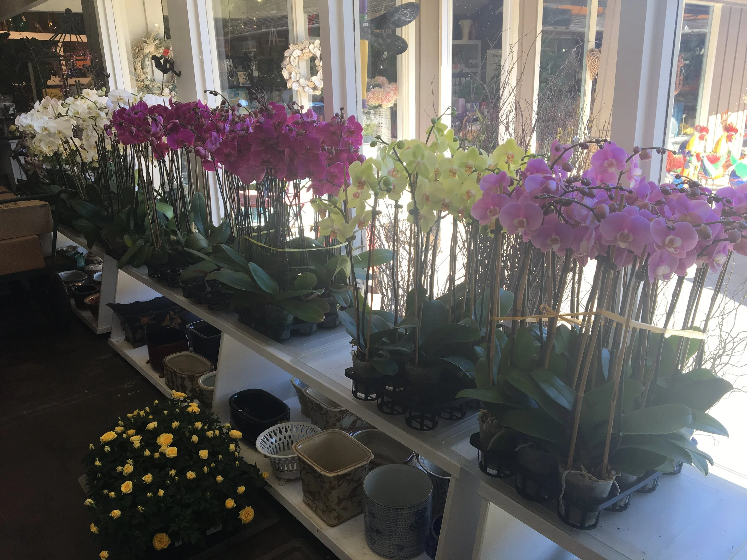 orchids galore