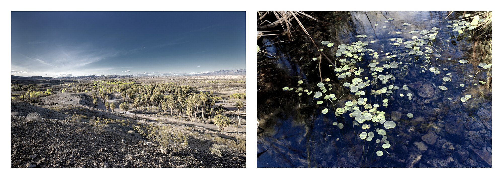 Warm Springs, Moapa, Mojave Desert, NV