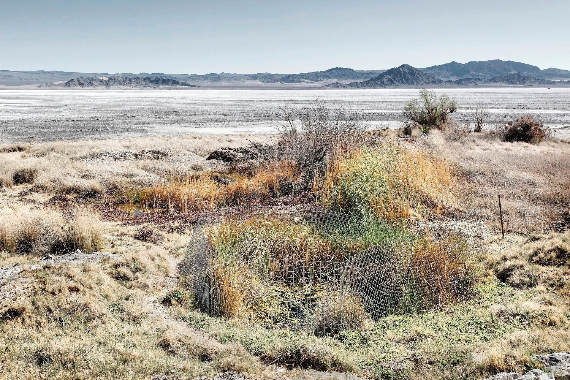 MC Springs, Southern Mojave Desert 