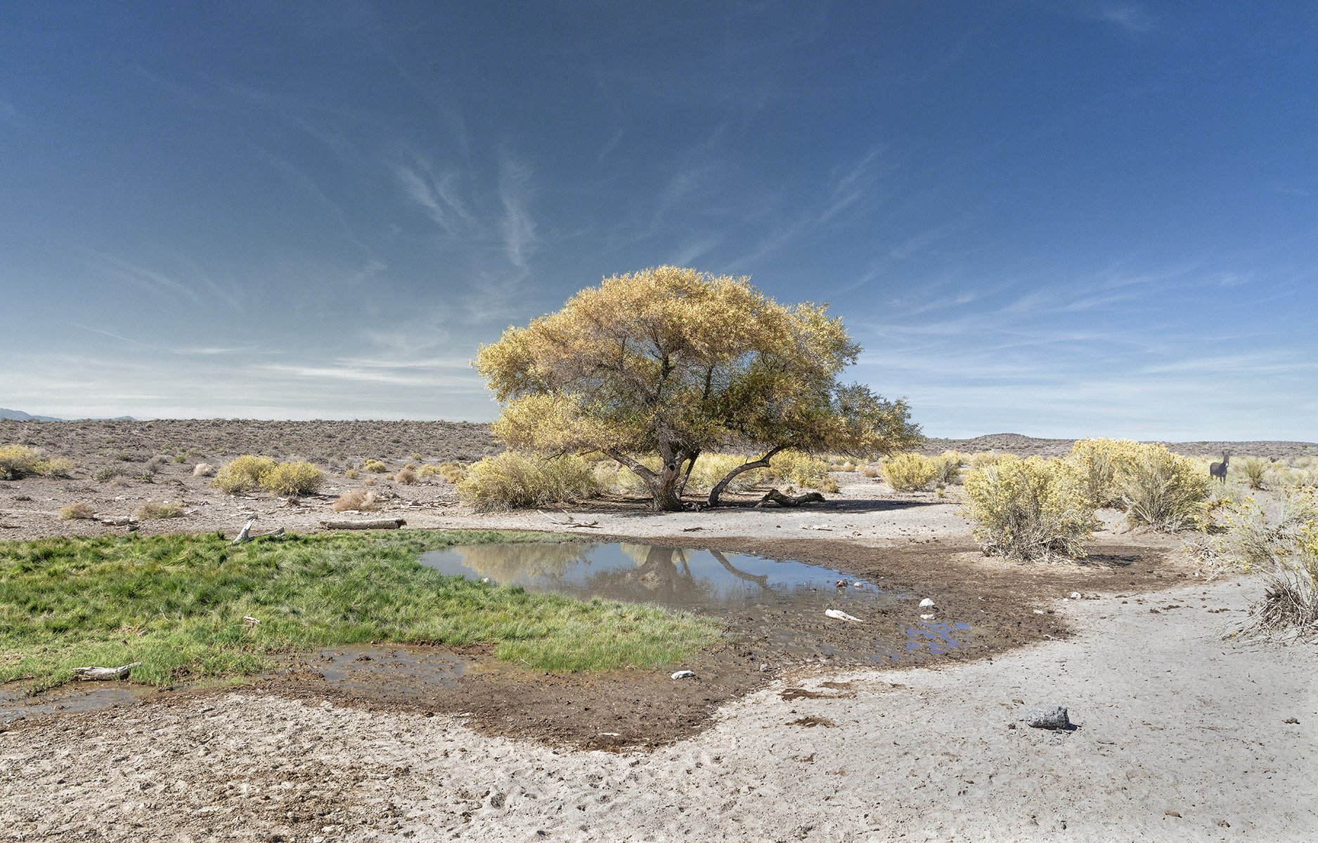 Unnamed Seep, Northern Mojave Desert