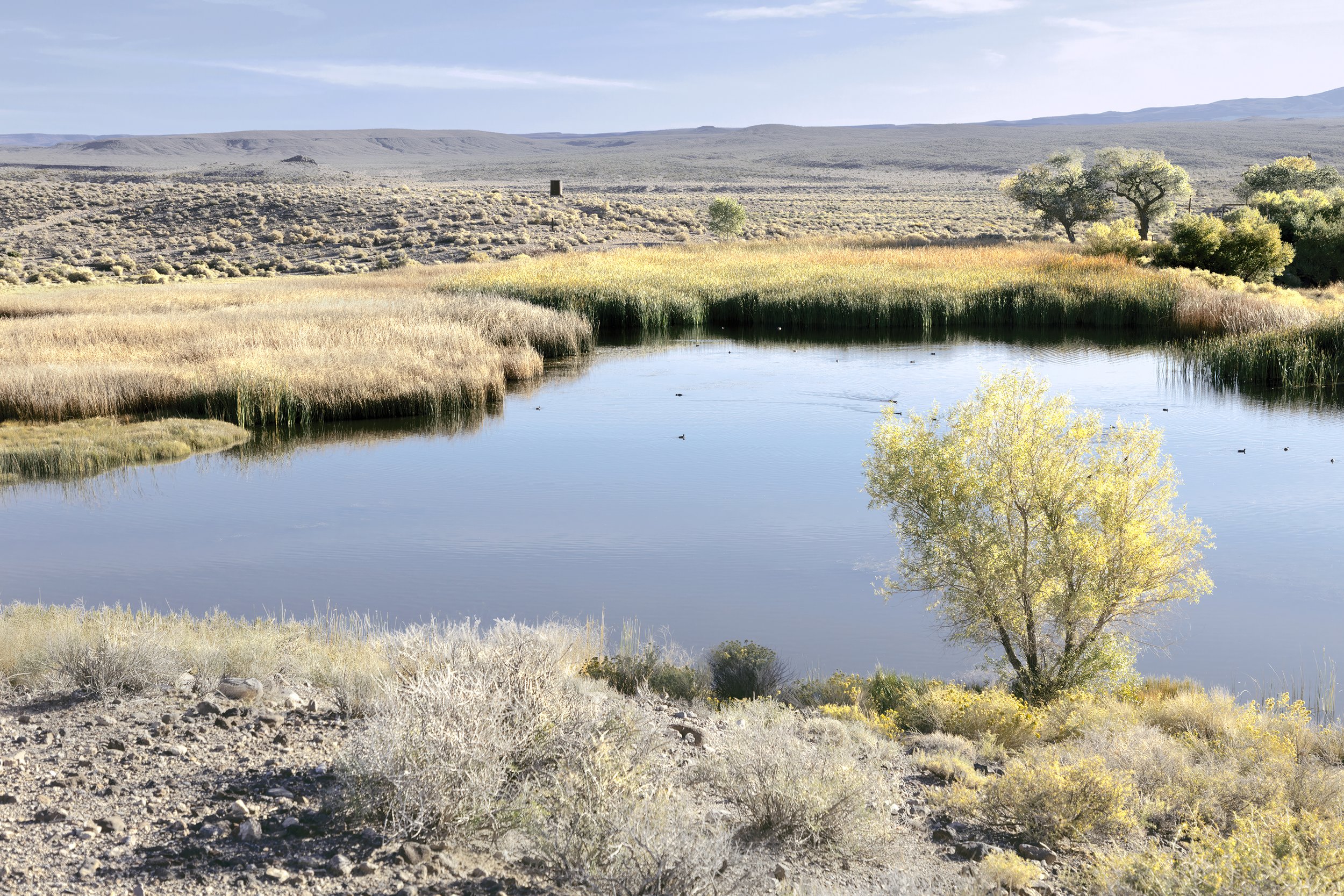 Colson Ponds, Northern Mojave Desert
