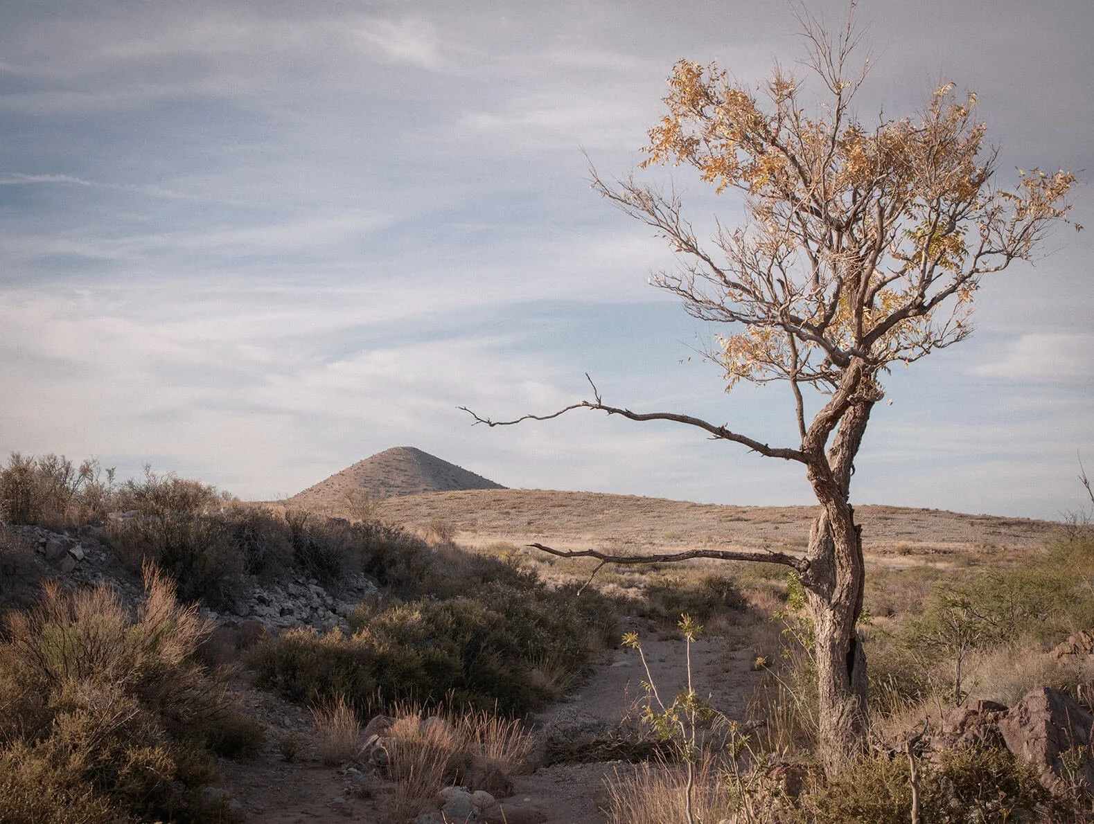 Miners Pond Seep, Chihuahuan Desert NM 