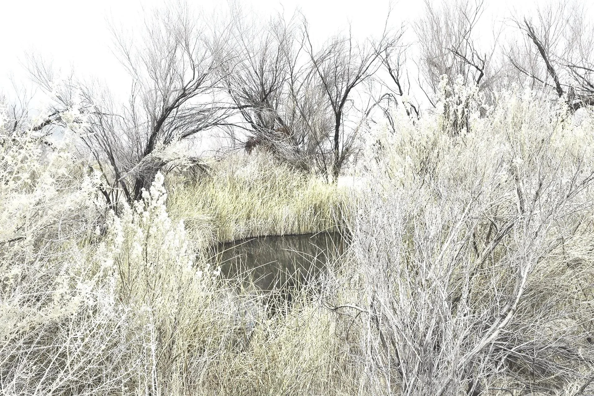 Rogers Spring, Mojave Desert, NV