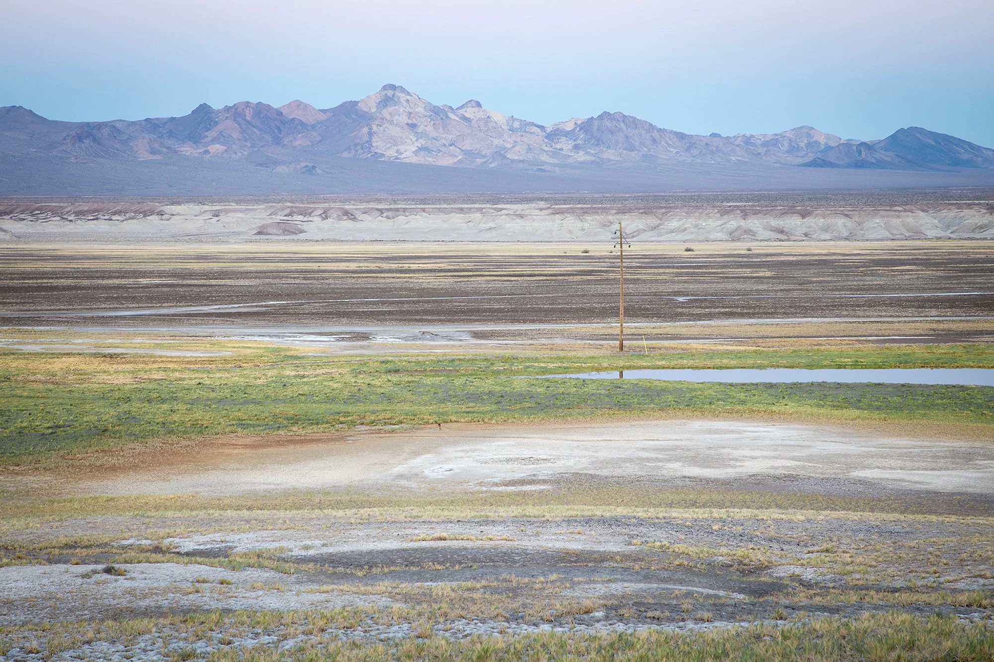 Armargosa ArtesianSpringFieldCA.jpg