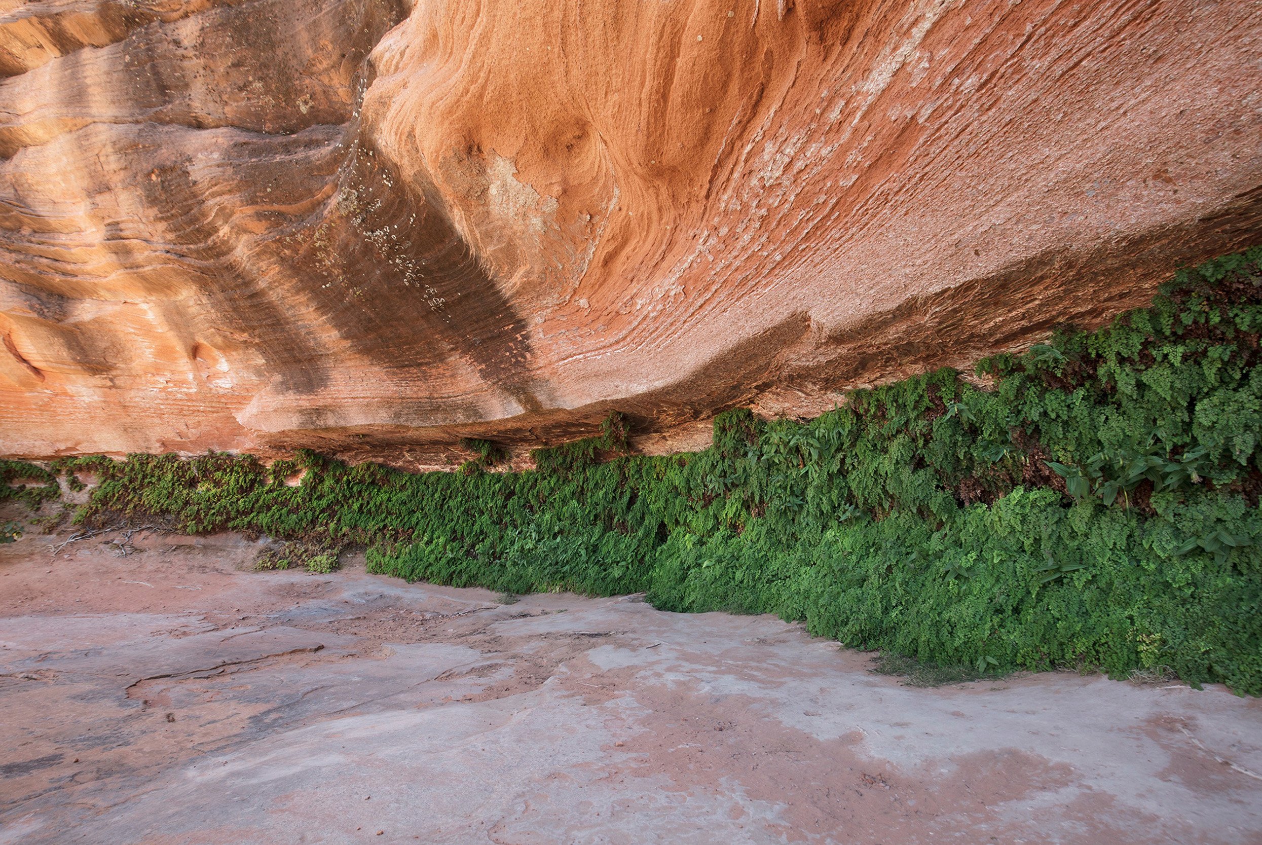 Hanging Garden Seep, Clorado Plateau, Arizona