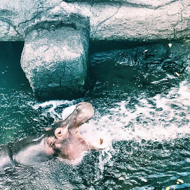 Hungry hippo? 🦛
More like thirsty hippo.