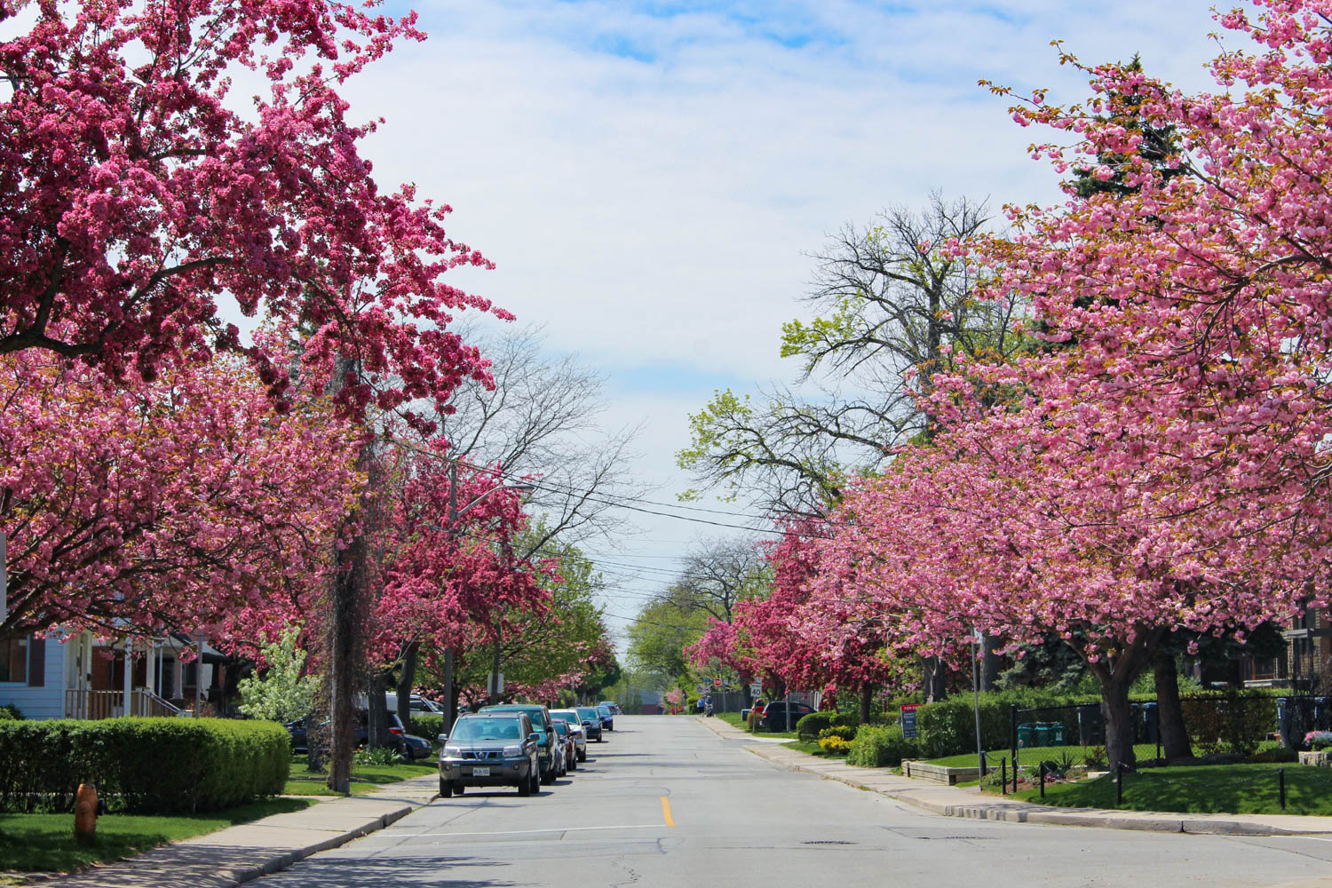 LW Mimico 2018-2.jpg