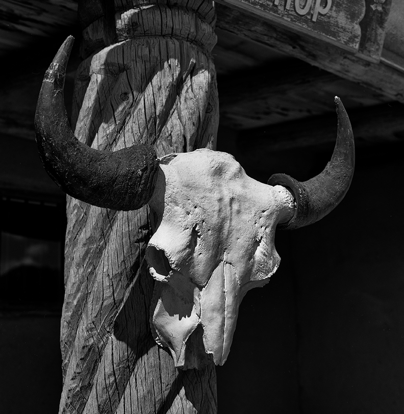New Mexico skull.jpg