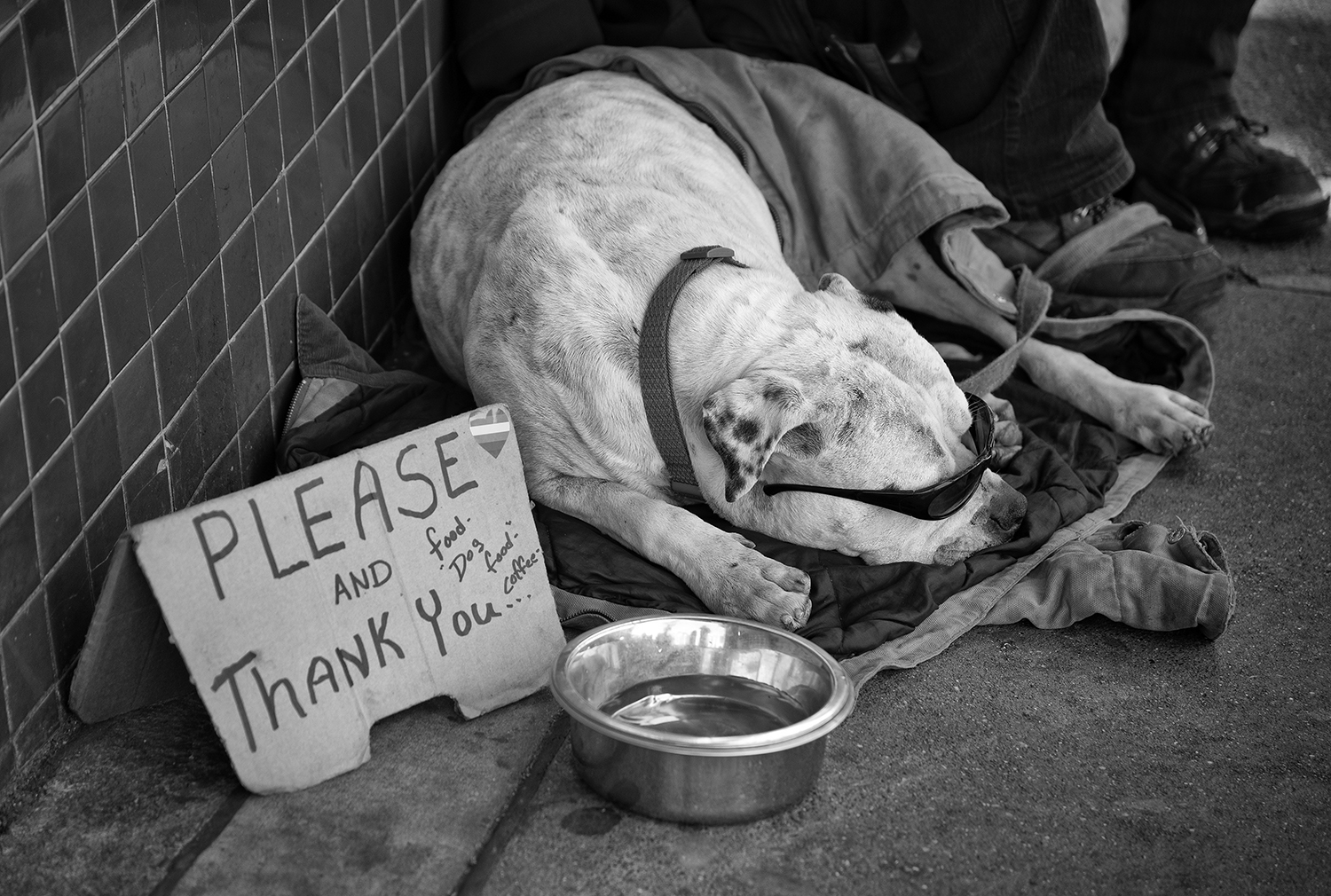 Begging dog.jpg