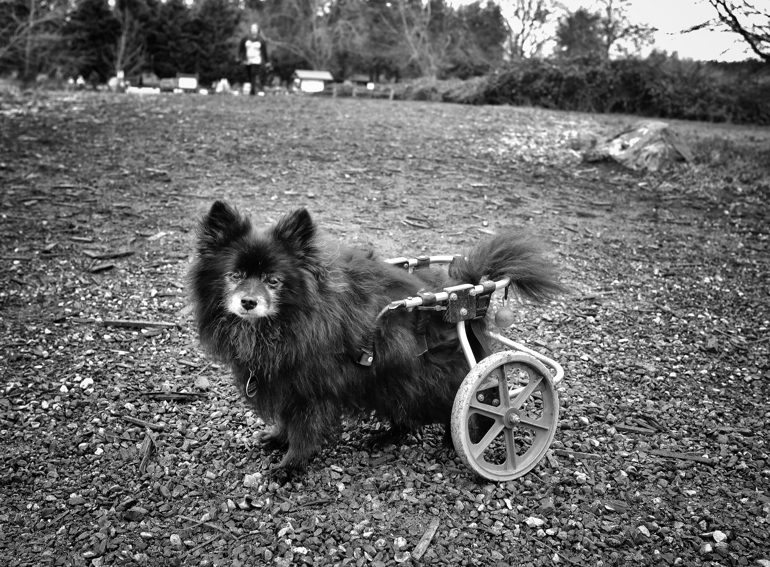 Onyz wheelchair dog.jpg