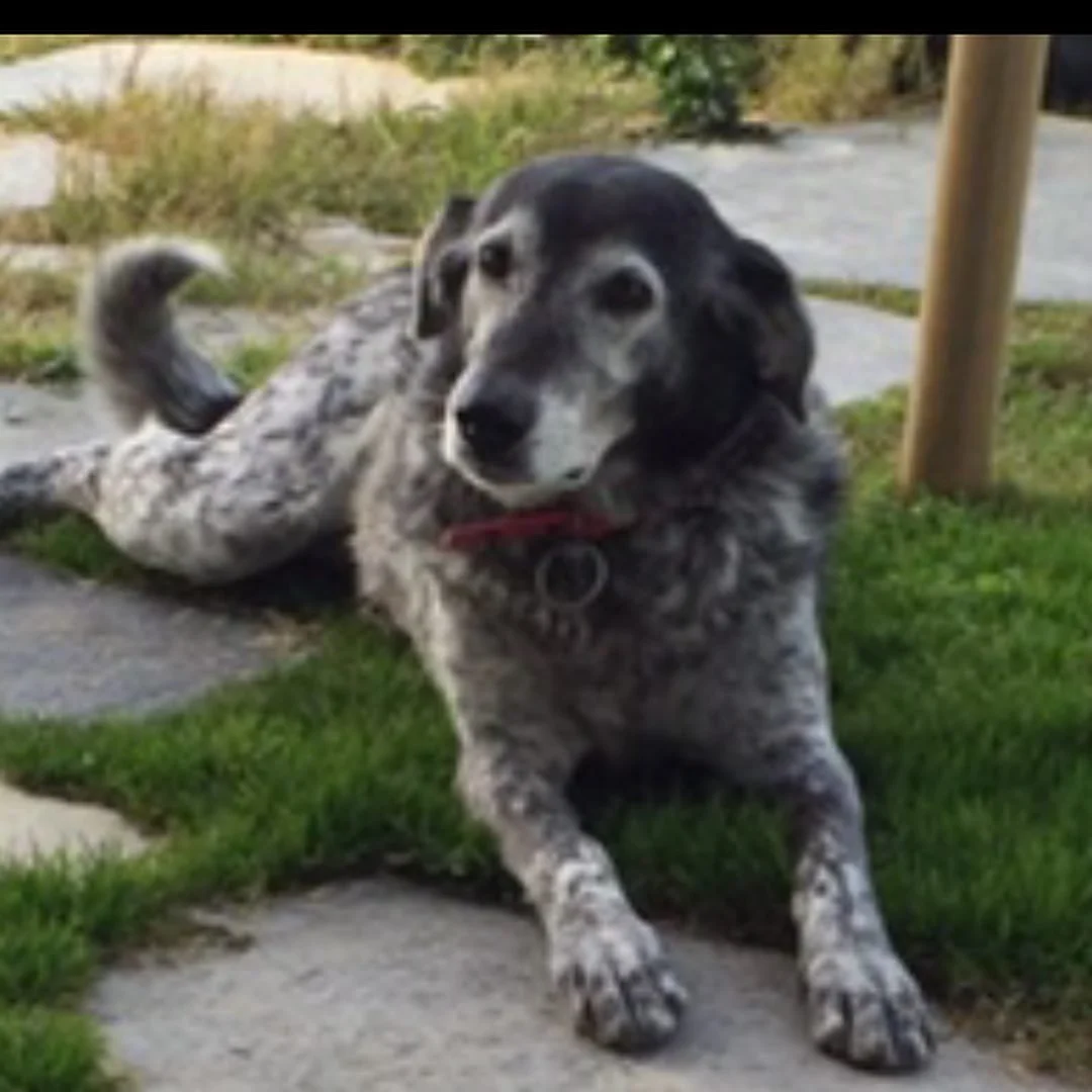 ÇAÇO rip... Sörfün, Myga'nın, herkesin köpeğiydi o