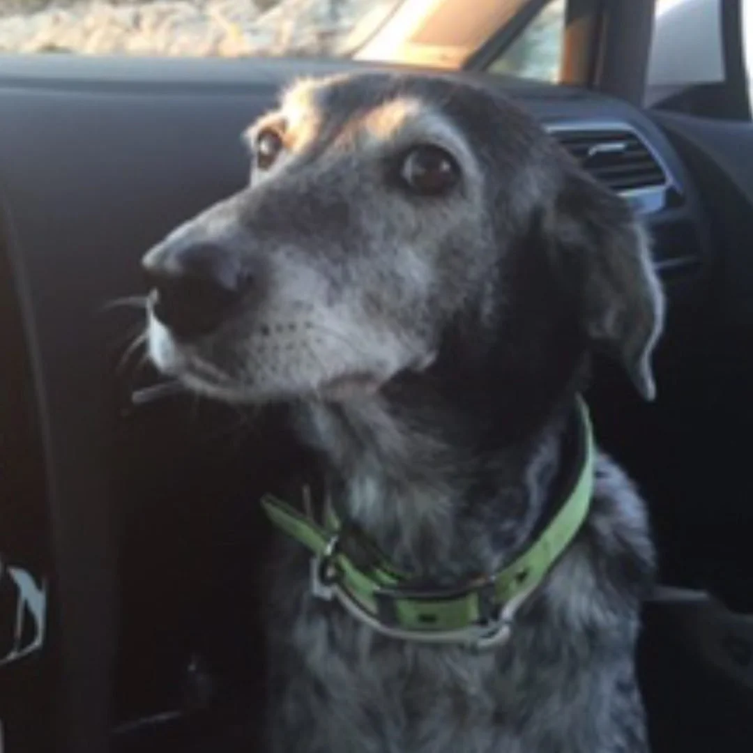 ÇAÇO rip... Sörfün, Myga'nın, herkesin köpeğiydi o