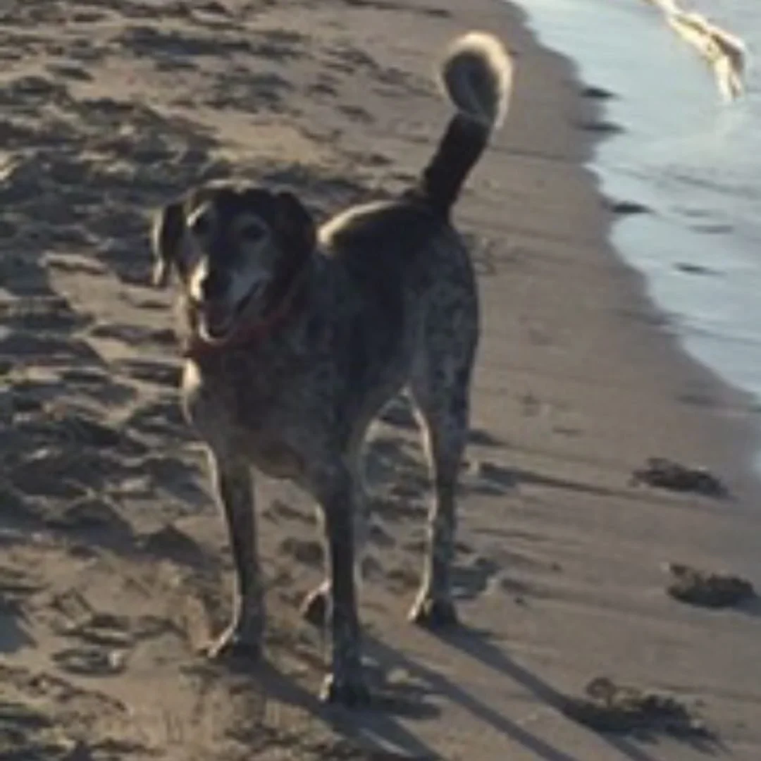 ÇAÇO rip... Sörfün, Myga'nın, herkesin köpeğiydi o