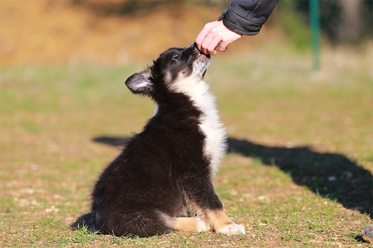 puppy3.jpg