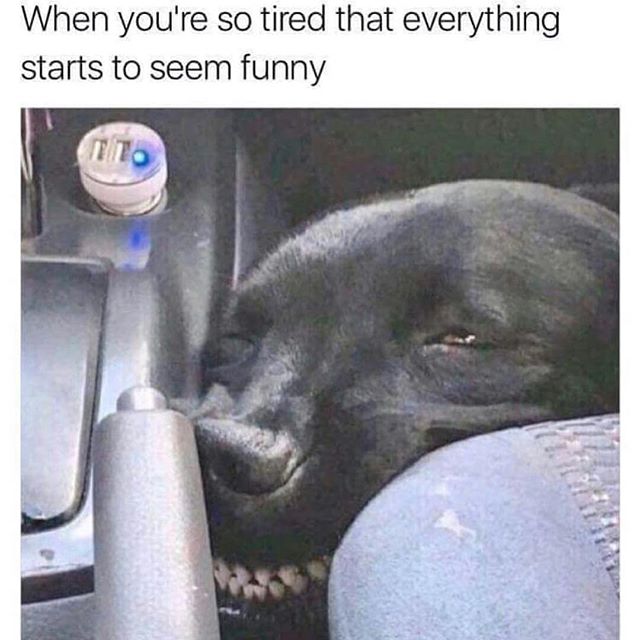 Meheheheeeheeee.
.
That&rsquo;s what my tired laugh sounds like. What does yours? 😂
#dogsaretheworst