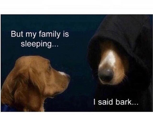 But it&rsquo;s 3 am...
.
I said BARK!
.
#dogsaretheworst