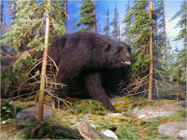 Brown Bear.jpg