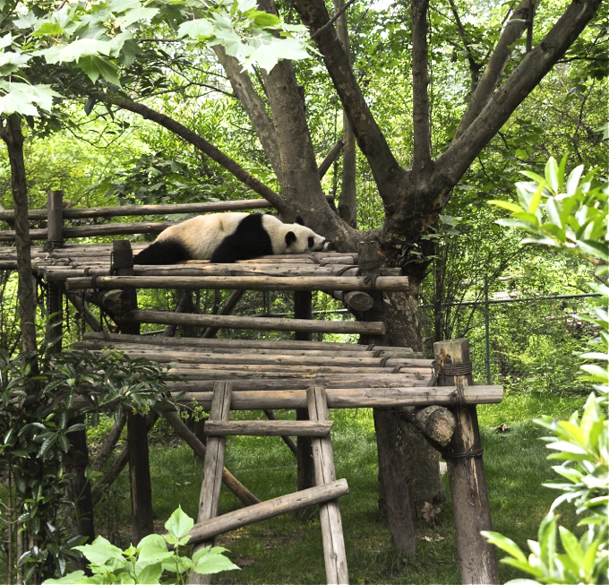 Panda Sanctuary, Chengdu, Sichuan, China